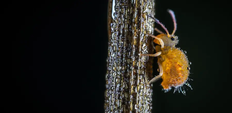 how to check for lice on your own head 3